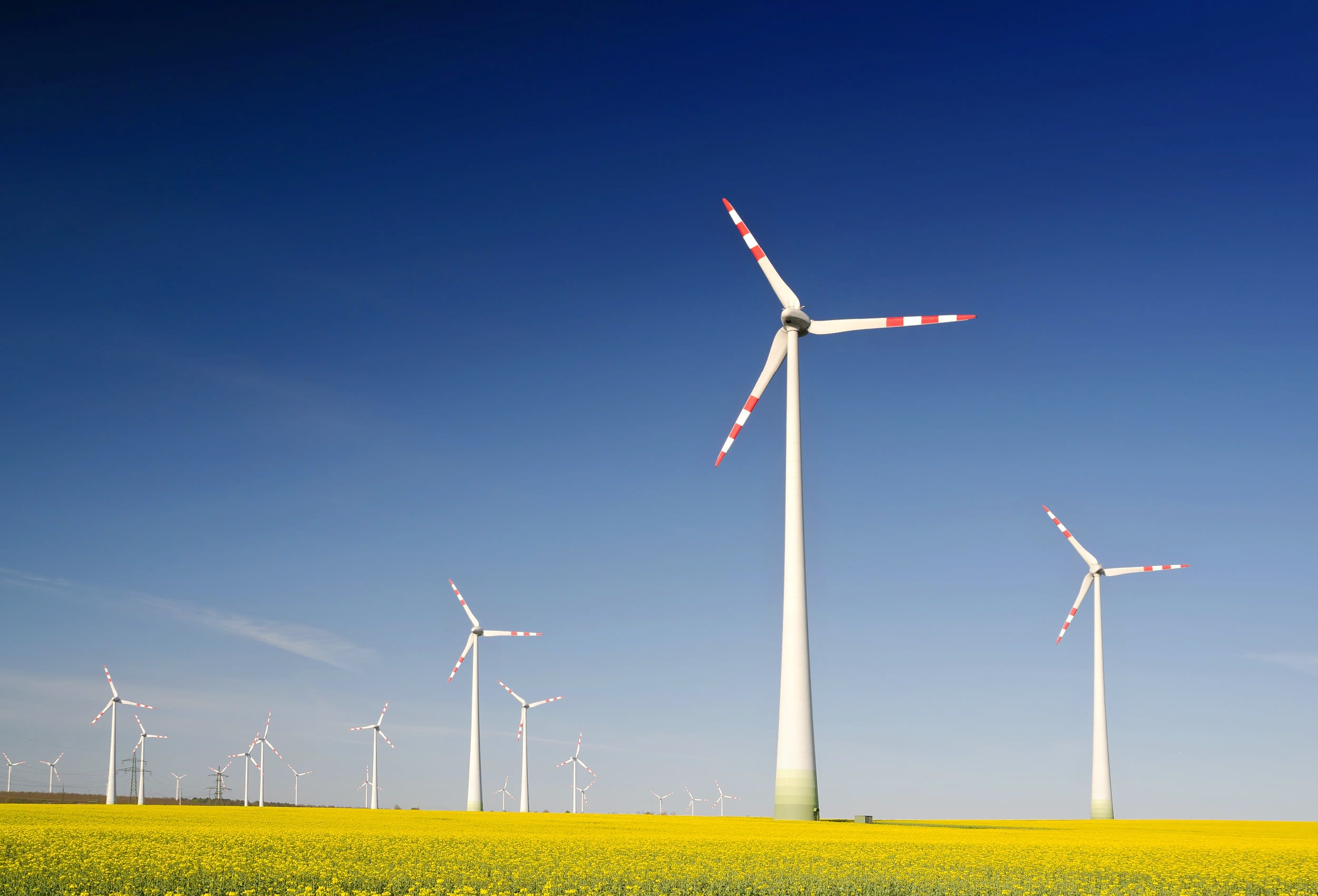 Wind turbines in rapeseed field