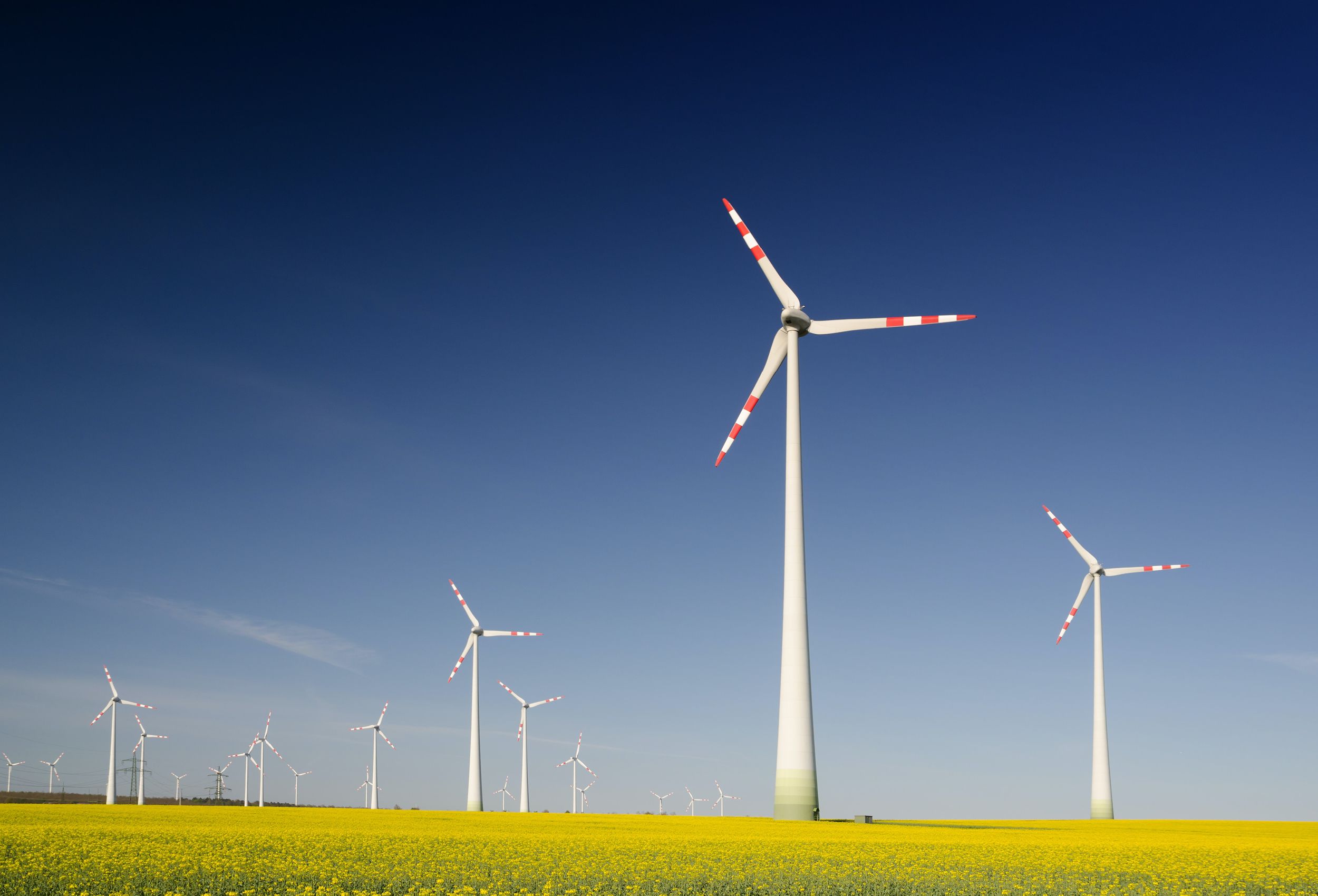 wind turbines in field of yellow flowers