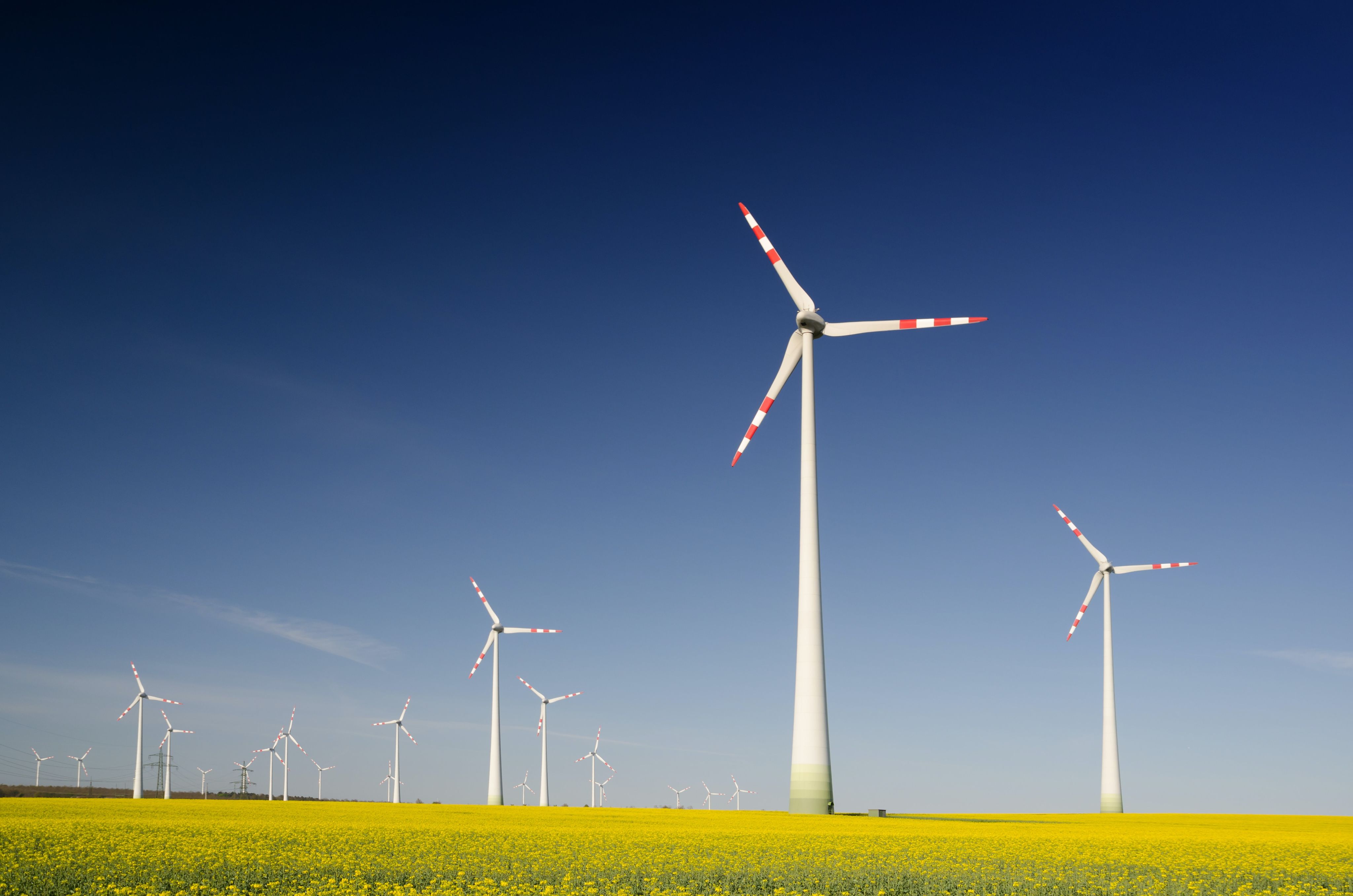 Wind turbines in rapeseed field