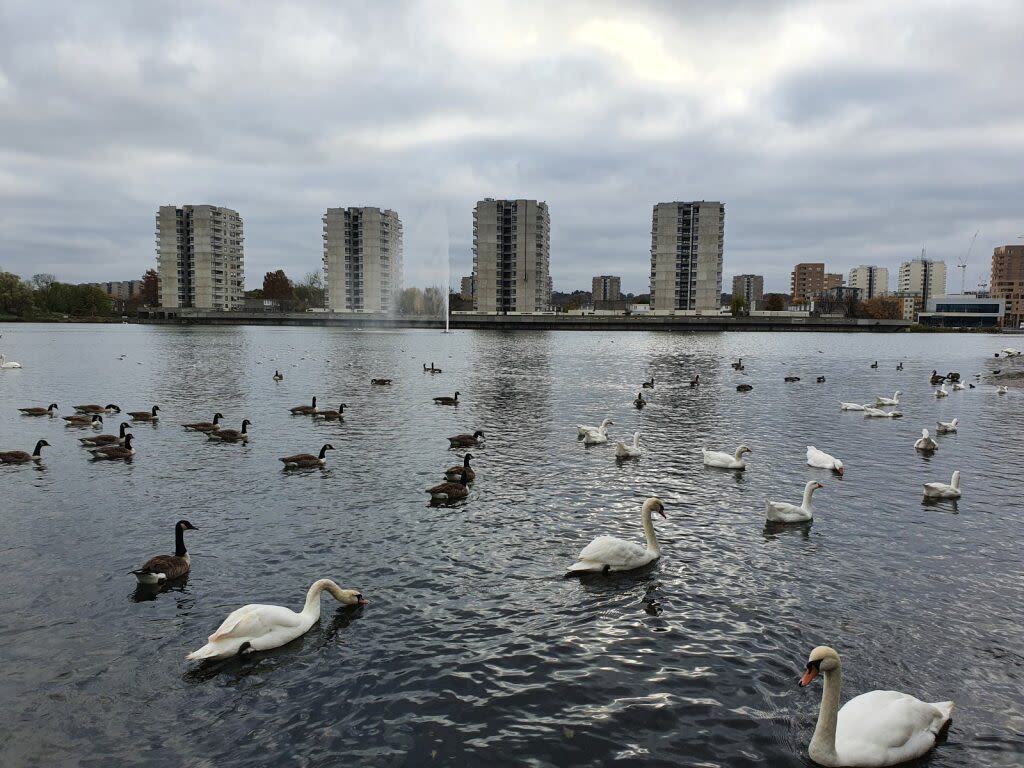 Large lake with many swans and birds in the foreground, and four high-rise concrete buildings in the background.